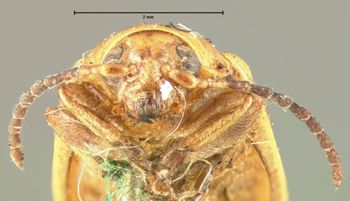 Media type: image; Entomology 18755   Aspect: head frontal view